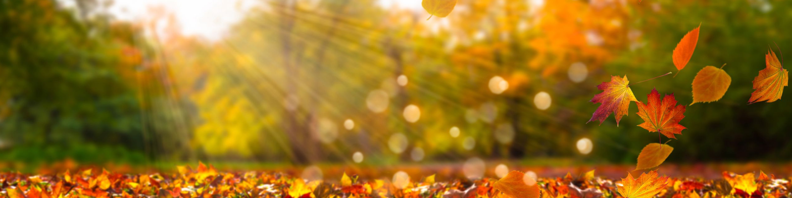 fall leaves